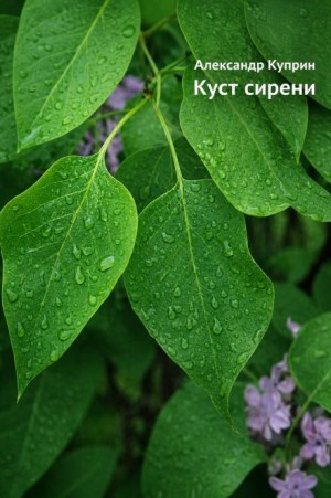 Куст сирени